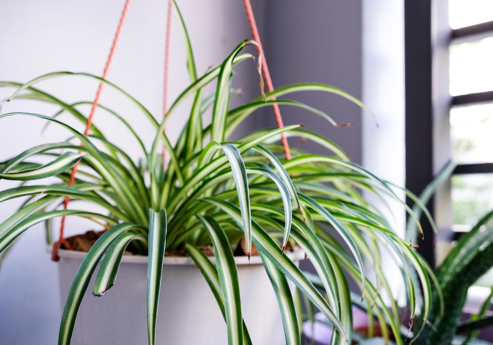 What are the Benefits of Bringing Air Purifying Indoor Plants?
