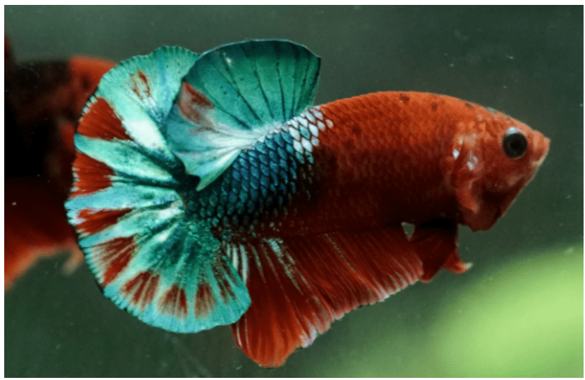 How To Keep Your Hellboy Betta Fish Healthy and Happy?